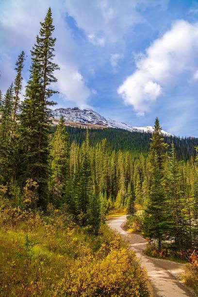 istock Road Through The Forest In The Mountains 1347536526
