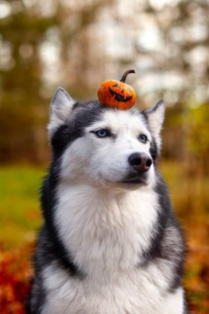 istock Cute husky dog holding a pumpkin 1347536898