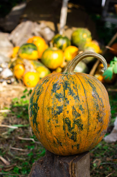istock Organic ripened pumpkins in the garden 1347536937
