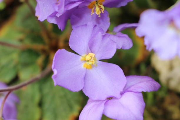 "natalie's ramonda" blume - ramonda nathaliae - gloxinia stock-fotos und bilder