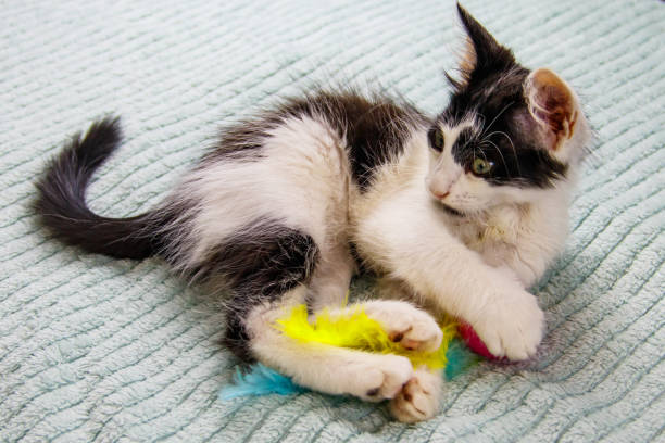 istock Beautiful kitten playing with a toy on a bed 1347538102