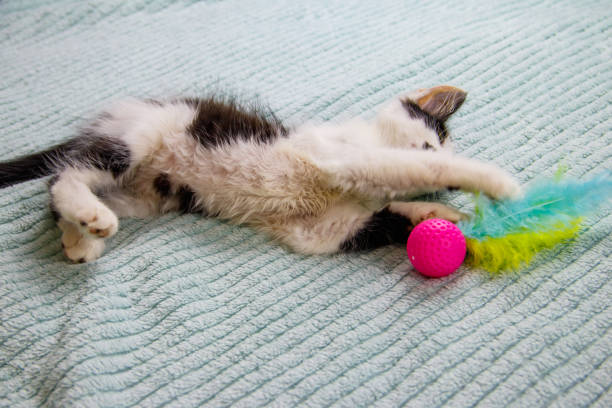 istock Beautiful kitten playing with a toy on a bed 1347538104