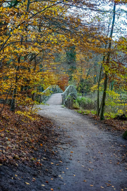 istock A path through a forest and a lake called 