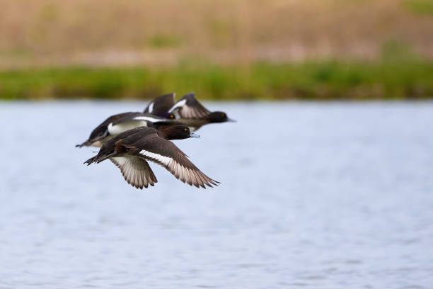 istock Tufted Ducks in flight above the water 1347538886