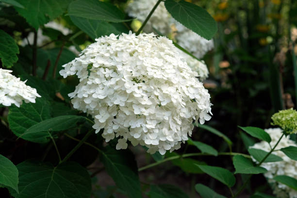 istock Hydrangea paniculata White light in the garden in summer. 1347539222