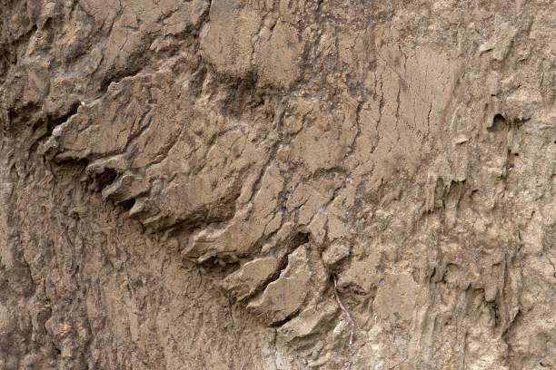 istock Dry ground texture. Close-up of organic soil. 1347539258