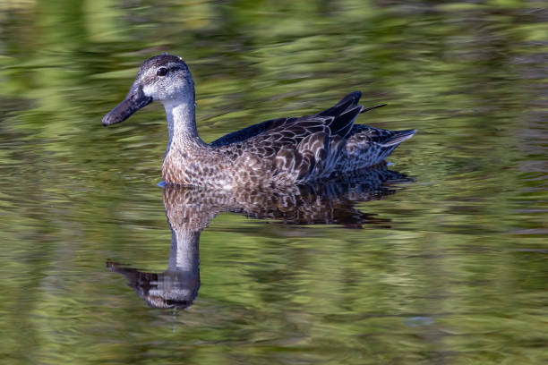 istock Blue-winged teal hen floating on the water with a nice reflection 1347539336