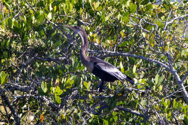 istock Female anhinga perched on a branch at a salt marsh 1347539337