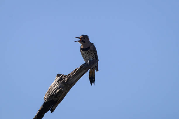 istock Male northern flicker calling out from a tree limb 1347539354