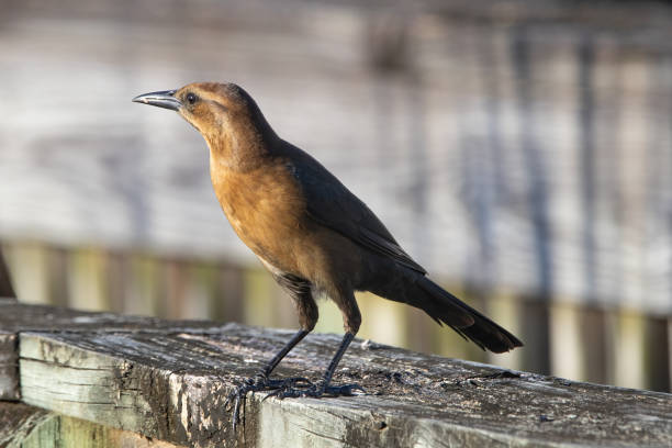 Female boat-tailed grackle standing isolated on a railing