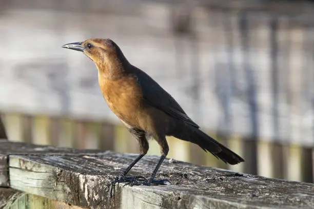 Female boat-tailed grackle standing isolated on a railing