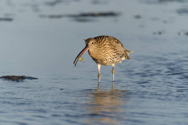 A large billed bird perched in a meadow exhausted from the fall migration.