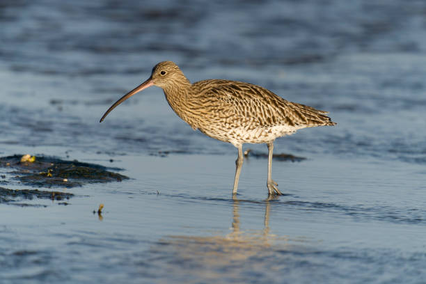 A Curlew (Numenius arquata) in flight against blue sky and white cloud, Durham, UK, early Spring