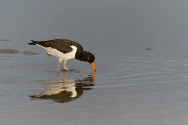 istock Oystercatcher, Haematopus ostralegus 1347539619