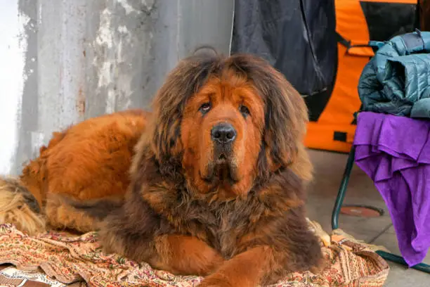 The Tibetan Mastiff dog lies on the rug and looks into the camera. Tibetan Mastiff puppy of red color close-up. Large brown dog is resting on the carpet.