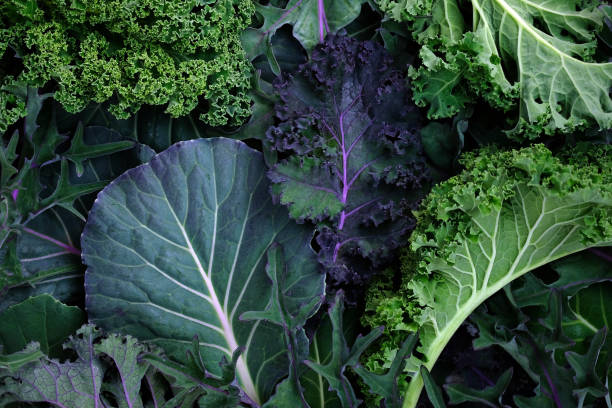 Leaves of different sizes and colors close-up. Leaves of different types of kale cabbage top view background. Beautiful bright natural background. Leaves of different sizes and colors close-up. Greens for making salad, detox. varieties of cabbage kale photos stock pictures, royalty-free photos & images