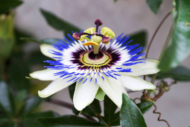 istock blue passionflower close up, passiflora caerulea 1347541778