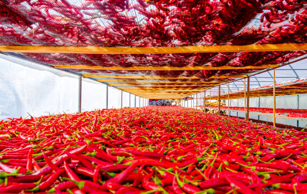 istock hot peppers drying in greenhouses 1347541879