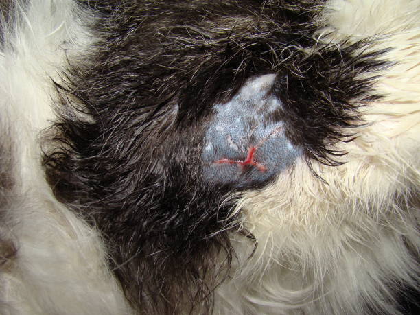 Wound healing in a homeless cat, after treatment the wound left a scar.
Surgery veterinarian treated the patient's wound.
Veterinary medicine, pet vet, pets.
Helping animal, animals health.
Pathology Wound healing in a homeless cat, after treatment the wound left a scar.
Surgery veterinarian treated the patient's wound.
Veterinary medicine, pet vet, pets.
Helping animal, animals health.
Pathology eschar stock pictures, royalty-free photos & images