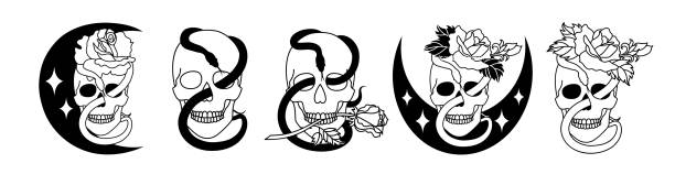 Set of celestial skulls with a rose flower, a snake and crescent moon in a line art style. Set of celestial skulls with a rose flower, a snake and crescent moon in a line art style. Scary skull with roses flowers. Vector illustration. Isolated on white. snake anatomy stock illustrations