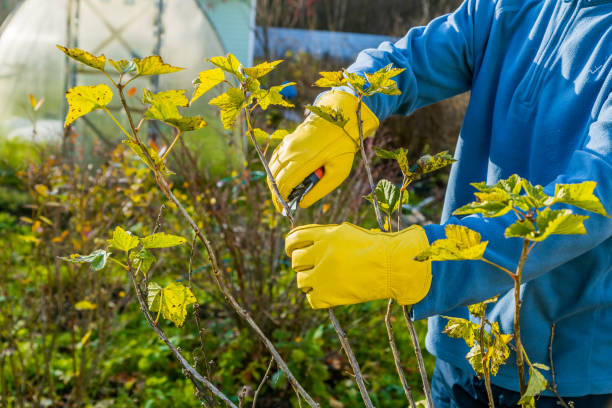 Pruning currant bushes in autumn. The pruner in the hands of the gardener. stock photo