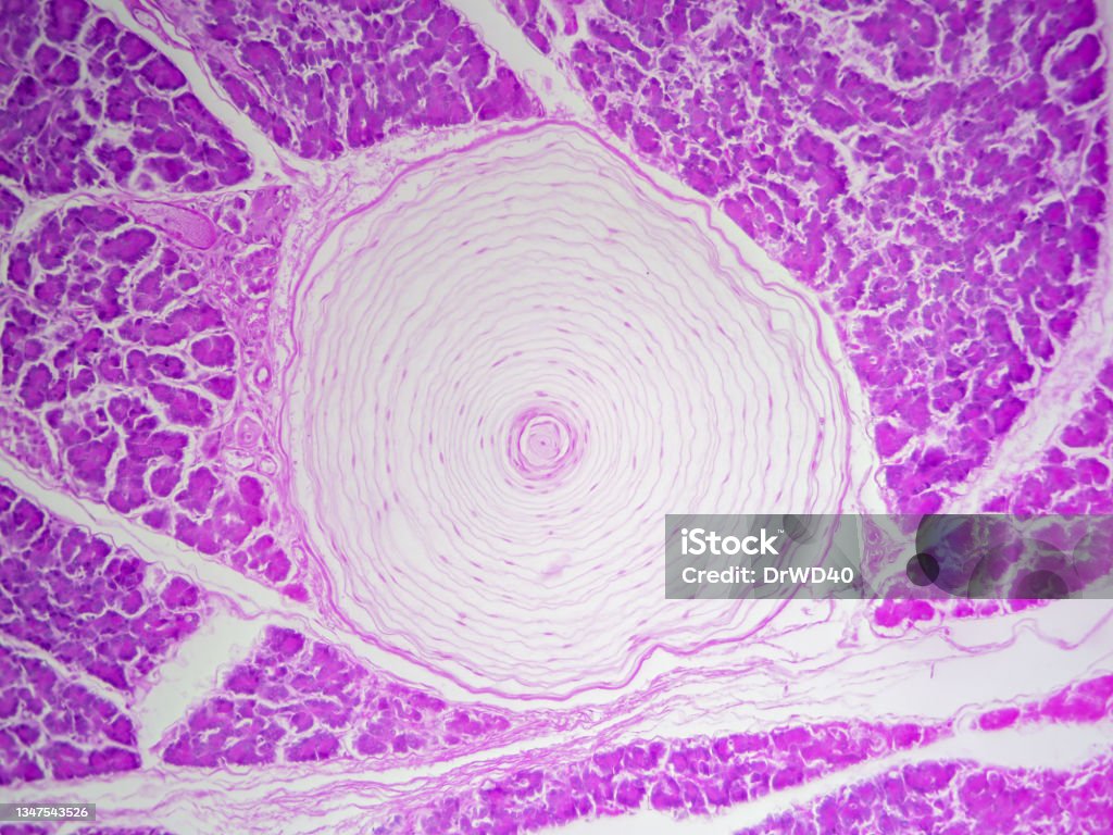Pacinian Cor Pacinian Corpuscles Histology