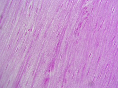 Histology microscope image of smooth muscle tissue (400x)