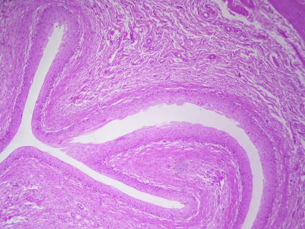 Transitional epithelial of urinary bladder Microscope histology image of transitional epithelial of urinary bladder (100x) lamina propria stock pictures, royalty-free photos & images