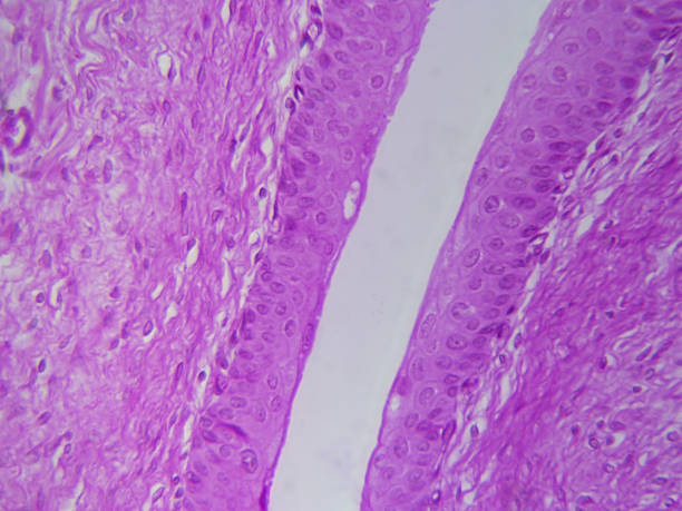 Transitional epithelial of urinary bladder Microscope histology image of transitional epithelial of urinary bladder (400x) lamina propria stock pictures, royalty-free photos & images