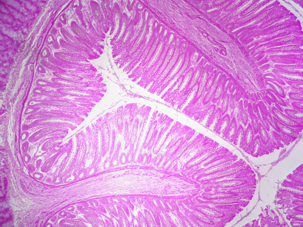 tejido epitelial de la mucosa del recto - micrografía de luz fotografías e imágenes de stock