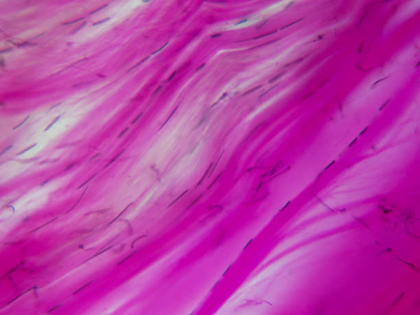Dense regular connective tissue Histology image of of dense regular connective tissue from a tendon (400x) tissue anatomy stock pictures, royalty-free photos & images
