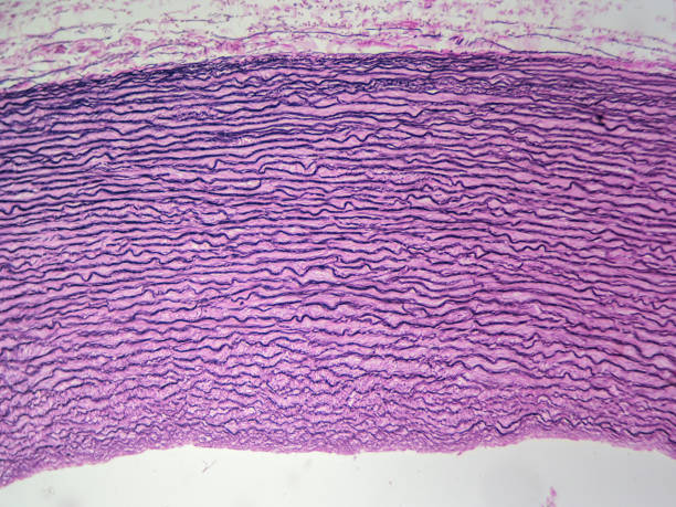 Elastic connective tissue Aorta from primate showing elastic connective tissue (100x) tunica adventitia stock pictures, royalty-free photos & images