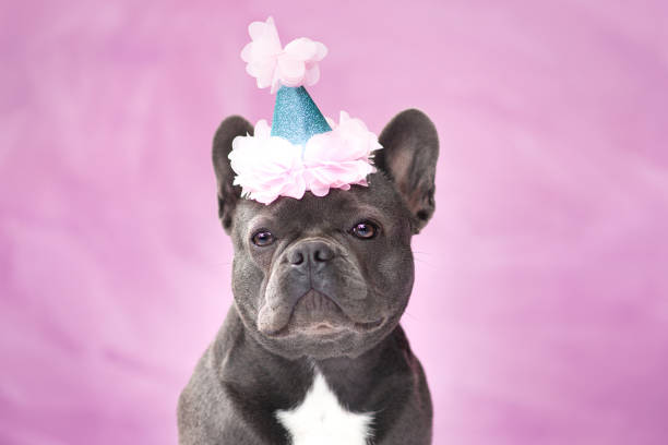 istock French Bulldog with birthday party hat 1347544427