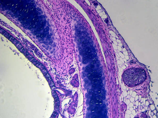 Trachea Histology image of trachea showing hyaline cartilage and ciliated pseudostratified epithelial tissue cartilage photos stock pictures, royalty-free photos & images