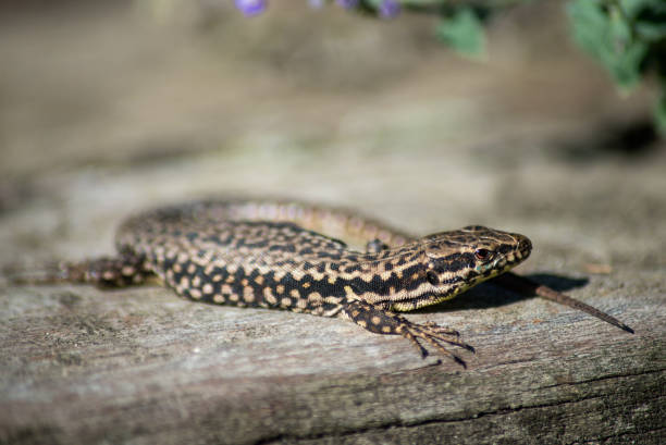 istock brown lizard on wooden background 1347545261
