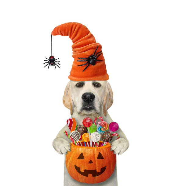 istock Dog labrador in hat with spiders holds bucket 1347545358