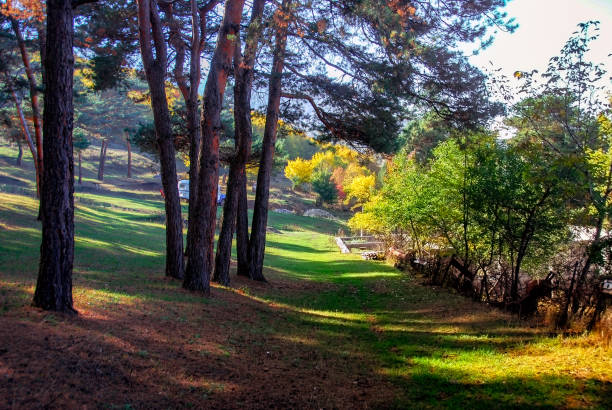 istock Autumn in park with trees rows and yellow fall foliage 1347545383