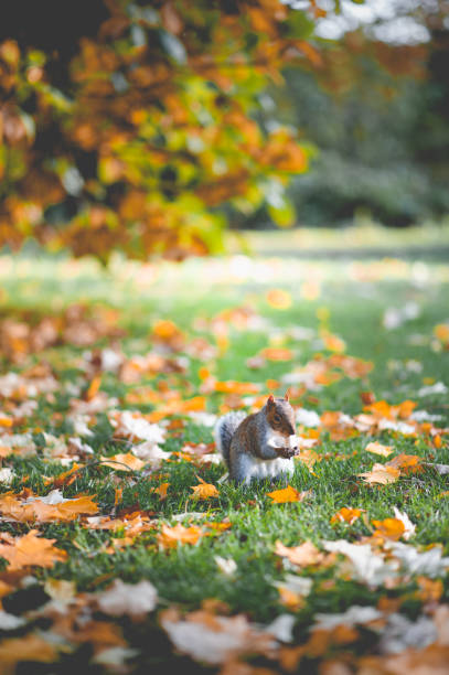 Squirrel in Autumn stock photo