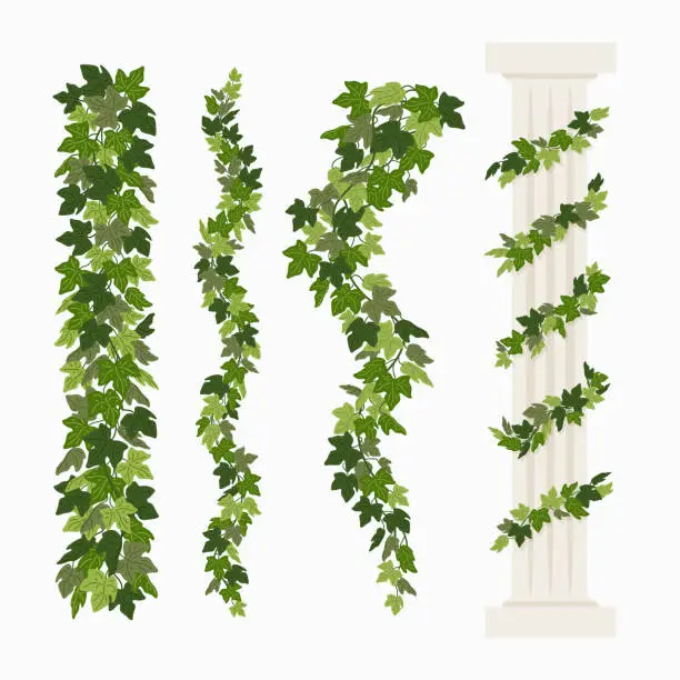 Vector illustration of Ivy vines, and a greek antique column entwined with ivy, elements isolated on white background. Vector illustration in flat cartoon style