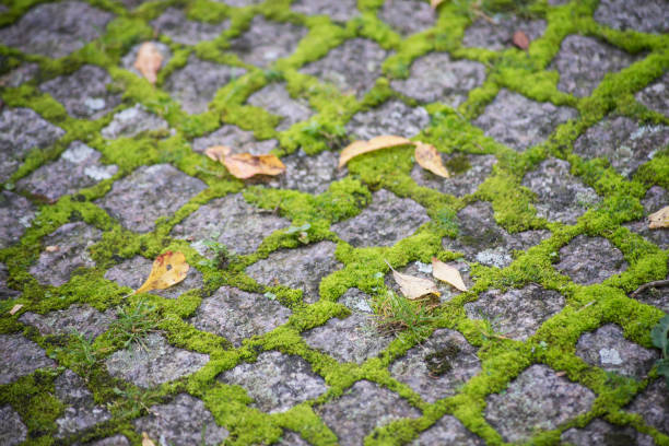 Closeup of moss on cobbles in a public garden