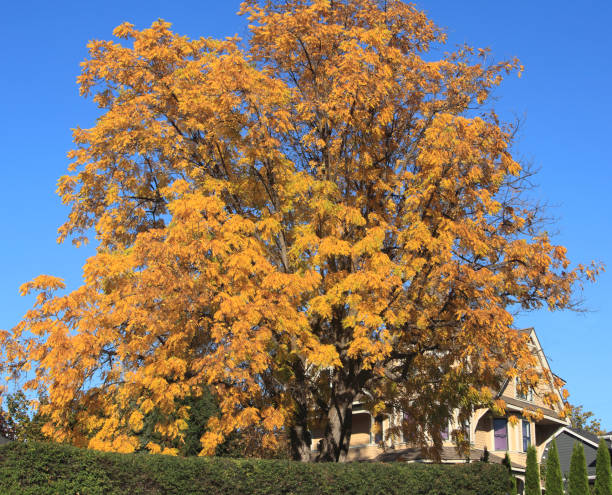 Century Old Black Walnut Tree And The 1898 Queen Anne Home