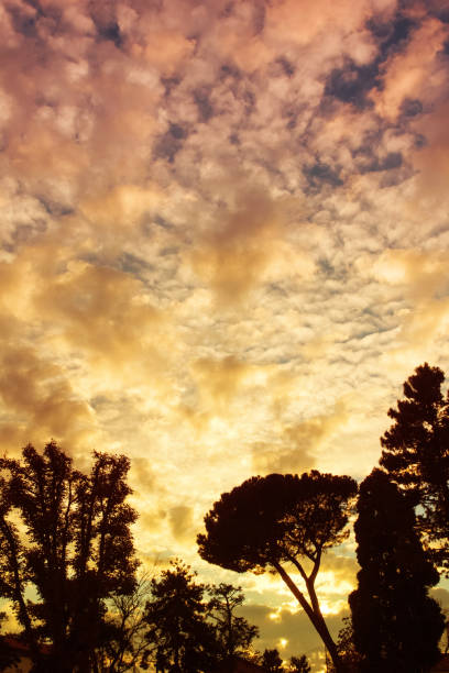 Panorama silhouette of trees with sunset. Trees silhouettes against the setting sun.
