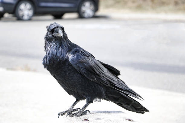 istock A black raven sits on a wooden railing bench. Birds in nature. 1347548085