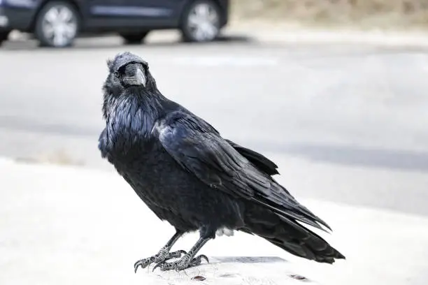 Photo of A black raven sits on a wooden railing bench. Birds in nature.