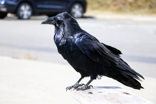 istock A beautiful raven sits on a bench on a light background. 1347548104