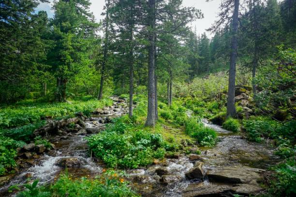 istock Fabulous nature in the Siberian Sayan Mountains 1347548241