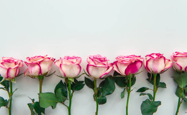 istock Pink Roses on Gray Background. 1347548392