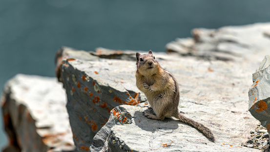 A cute chipmunk standing on top of a rocky cliff at side of Saint Mary Lake on a sunny Spring day. Glacier National Park. Montana, USA.