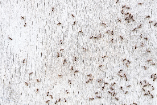 Ants on old white wooden wall. Solenopsis invicta, Red imported fire ant, RIFA