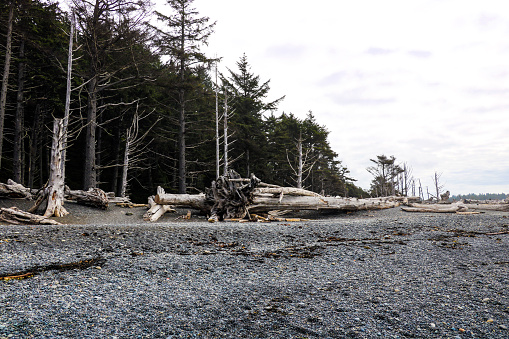 Battered driftwood and assorted ocean debris accumulated on the black sands of the Lost Coast backpacking trail